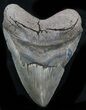 Beastly Megalodon Tooth - Georgia #32921-1